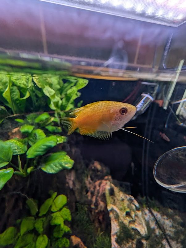 A planted tank. A small ecosystem I keep in balance.